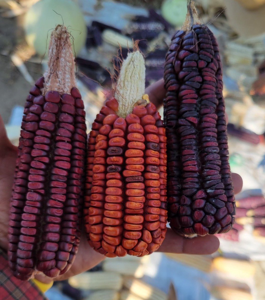 _SemillasdeVida's tweet photo. La debacle del sistema agroalimentario global evidenció la crisis de la agricultura industrial. El presente artículo analiza la importancia de las prácticas agrícolas tradicionales en los sistemas agroalimentarios campesinos 
📷✍🏾Marcos Bacilio 
https://t.co/hAYckizN1F https://t.co/e8KlhZNvJh