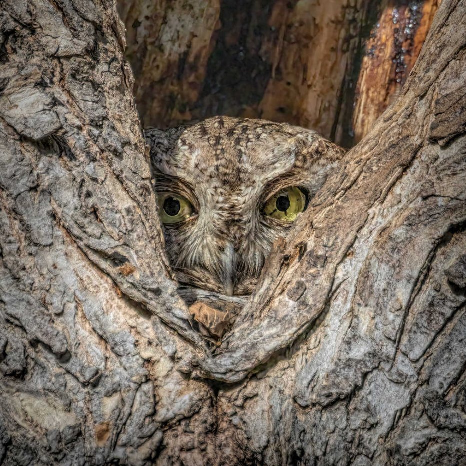 Screech owl camouflaged in Tarrytown. Austin, TX