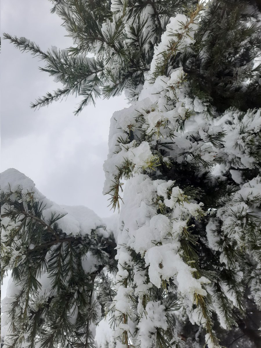 HiteshLoona's tweet photo. Acclimatized
#kishtwar #winterheaven https://t.co/FoFsd3Ewpo