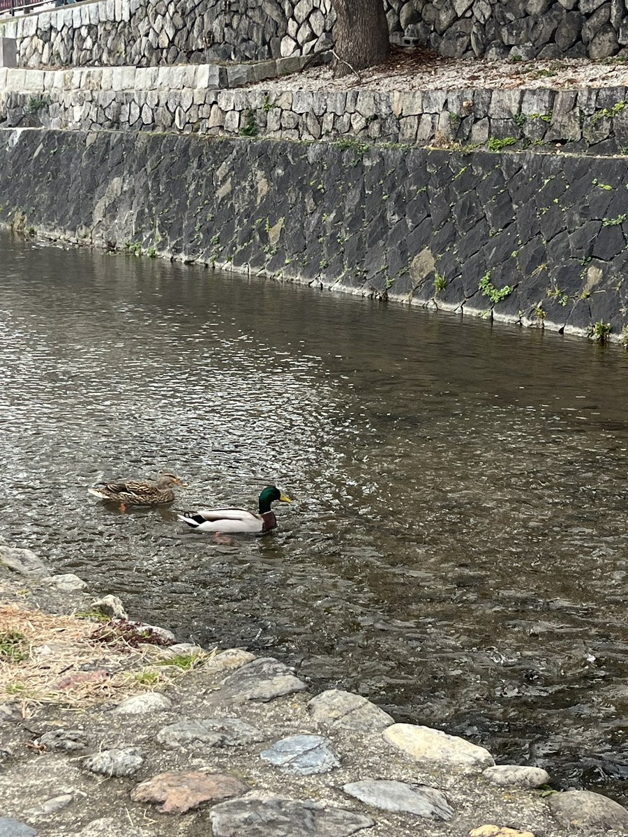 鴨川でいちゃついてるカップル見つけた