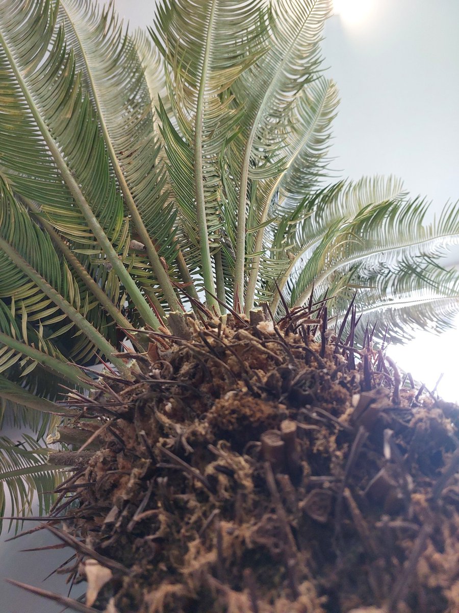 VahidMoghimi's tweet photo. بچهها همکار جدیدم🌴 ،همکار جدیدم ،بچهها
#greenwork 🌴 https://t.co/3ZS2vQTsiF