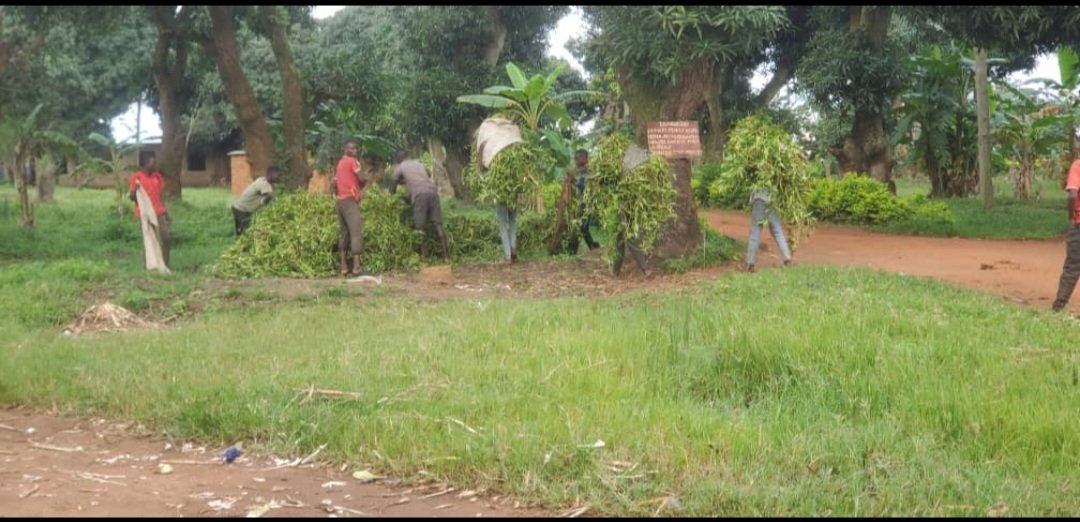 Beldizy's tweet photo. Harvesting continues in the field in Nungwe, Geita Rural https://t.co/a8OQTeSXbp