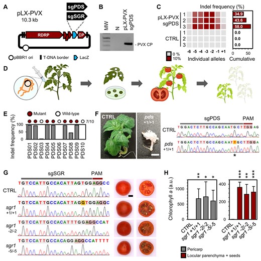 Hortres's tweet photo. Revolutionizing tomato traits! 🍅🧬 Explore Virus-Induced Genome Editing (VIGE) using potato virus X for efficient CRISPR-Cas editing, unlocking vibrant colors and enhanced traits. #GeneticEngineering #TomatoInnovation
@OxfordJournals
Details: https://t.co/gxovfUWNFn https://t.co/9mXtHR4EiI
