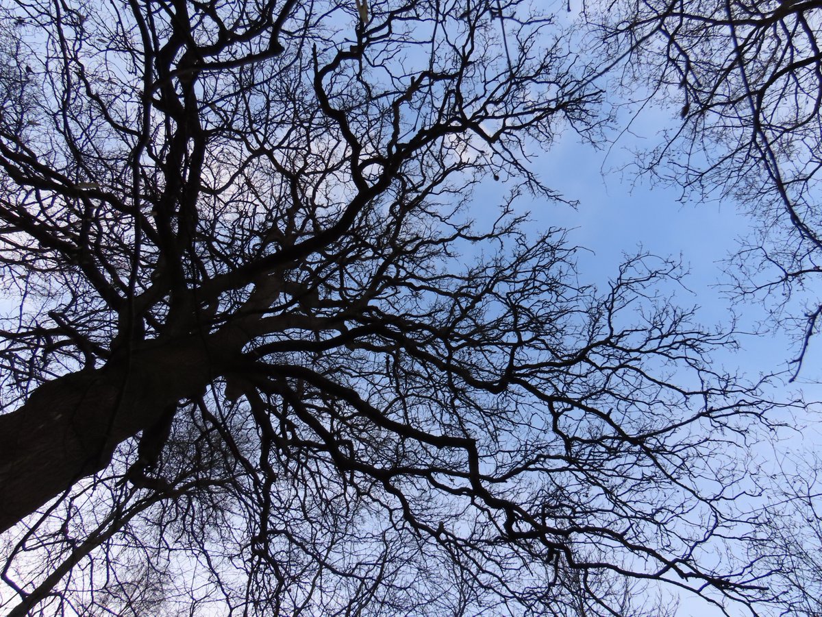 📌 Farthing Downs, Greater London, England, UK 

English Oak Trees (Quercus robur) don't mature until around 100 years old. These trees die at around 600-1000 years old.

#EnglishOak #trees #wildlife #wildlifephotography #NaturePhotography #nature #GreaterLondon #England #UK