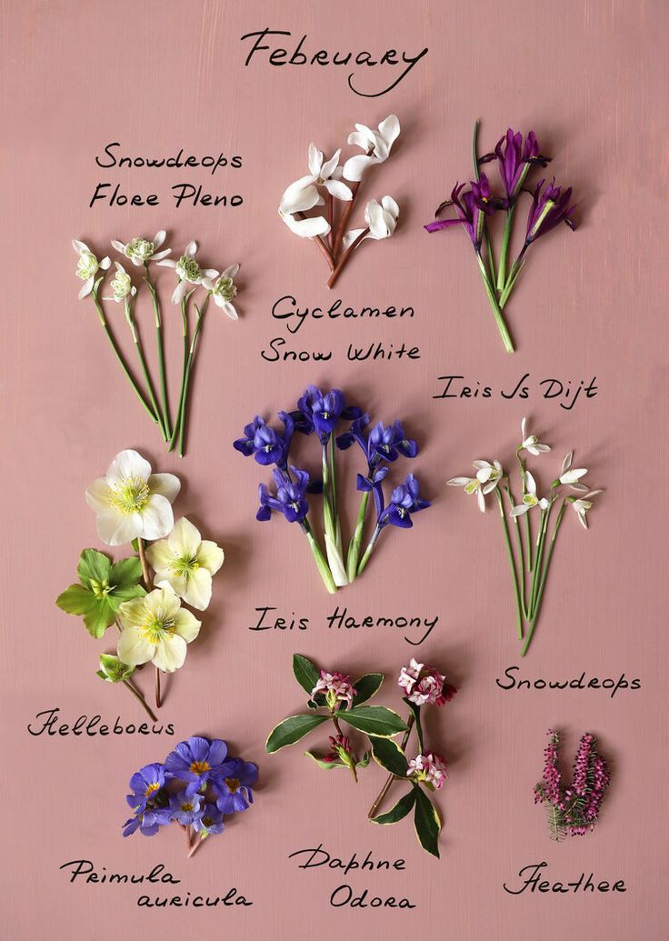 franch_laura's tweet photo. Como cada mes, comparto las flores que tocan. Ya queda menos para la primavera...

¡Muy buenos días!
Molt bon dia! https://t.co/N6hmqUSCc7