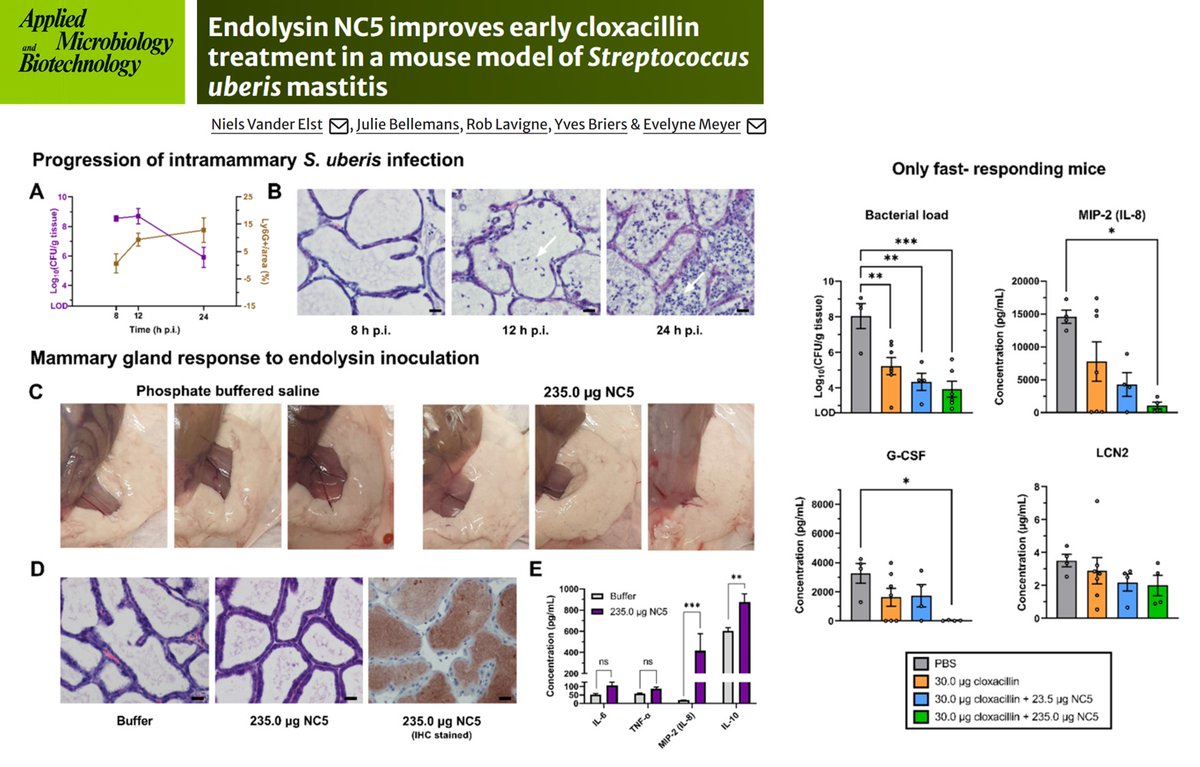 Rob Lavigne (@roblavigne1) on Twitter photo improved #bovine #mastitis treatment using designer #endolysin in #streptococcus uberis #mouse model
#Researchpaper with E. Meyer in <a href="/SpringerMicBio/">SpringerMicrobiology</a> :
bit.ly/LysinMastitis
#antibiotic #bacteria #infectious #disease #sustainable #agriculture
#phage #protein #engineering improved #bovine #mastitis treatment using designer #endolysin in #streptococcus uberis #mouse model
#Researchpaper with E. Meyer in <a href="/SpringerMicBio/">SpringerMicrobiology</a> :
bit.ly/LysinMastitis
#antibiotic #bacteria #infectious #disease #sustainable #agriculture
#phage #protein #engineering
