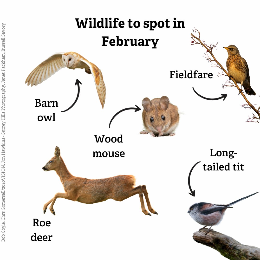 February may be our shortest month, but it's jampacked with wildlife! Keep an eye out for these species this month 👀