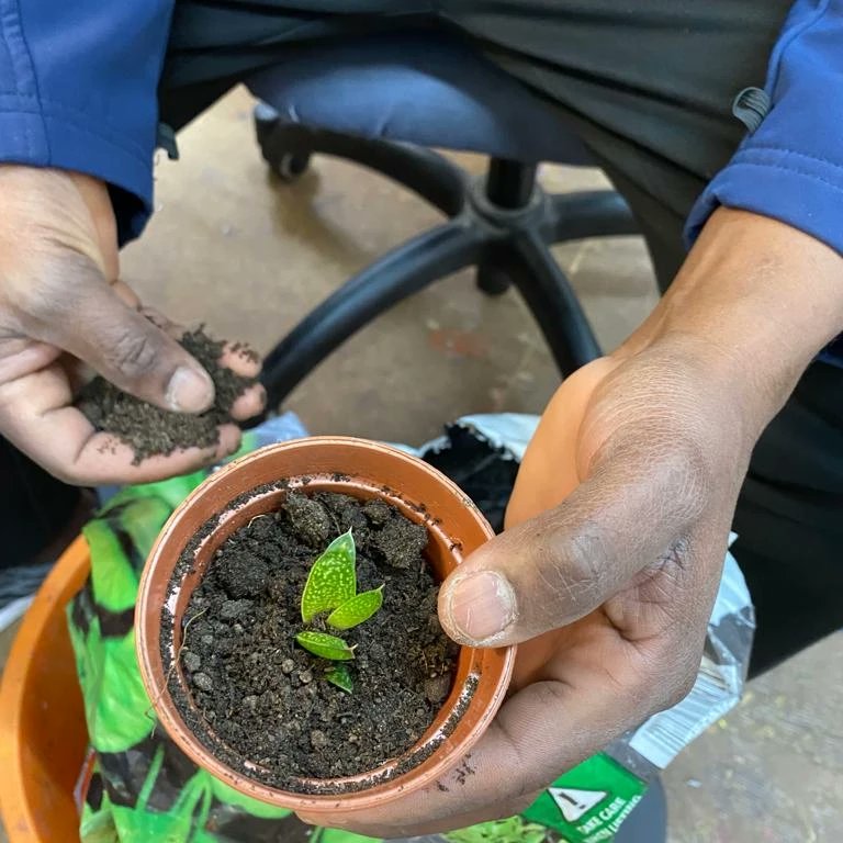 SOLAARTS's tweet photo. At the creative gardening group yesterday we finished planting our mini terrariums and worked on our sowing plan. Spring is on the horizon. Hooray π±
#creativegardening #creativegrowing #gardeningideas #gardeningisfun @refugeegardeninitiatives @refugeegardenwc https://t.co/4xUupiS03p