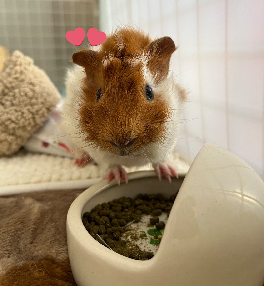 ❥ねずみい tweet media