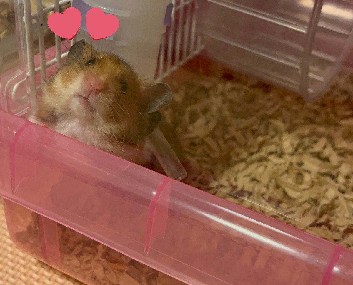 ❥ねずみい tweet media