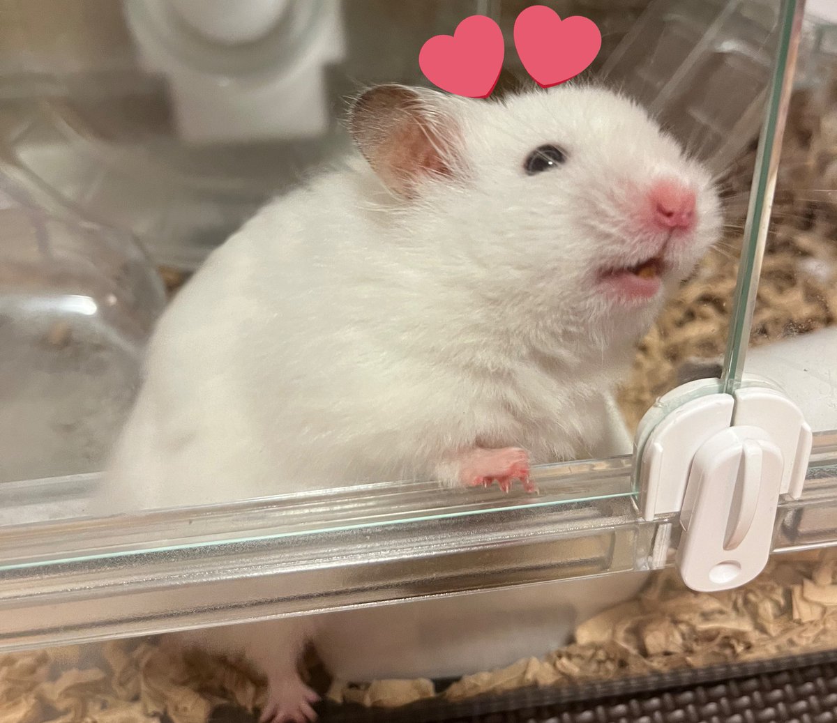 ❥ねずみい tweet media