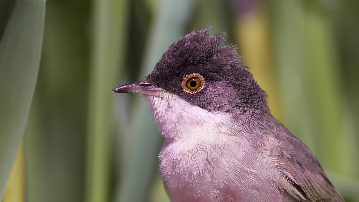 Pembiş
#hangitür #buhangikus #wild #birding #birdwatching #birds #planetbirds