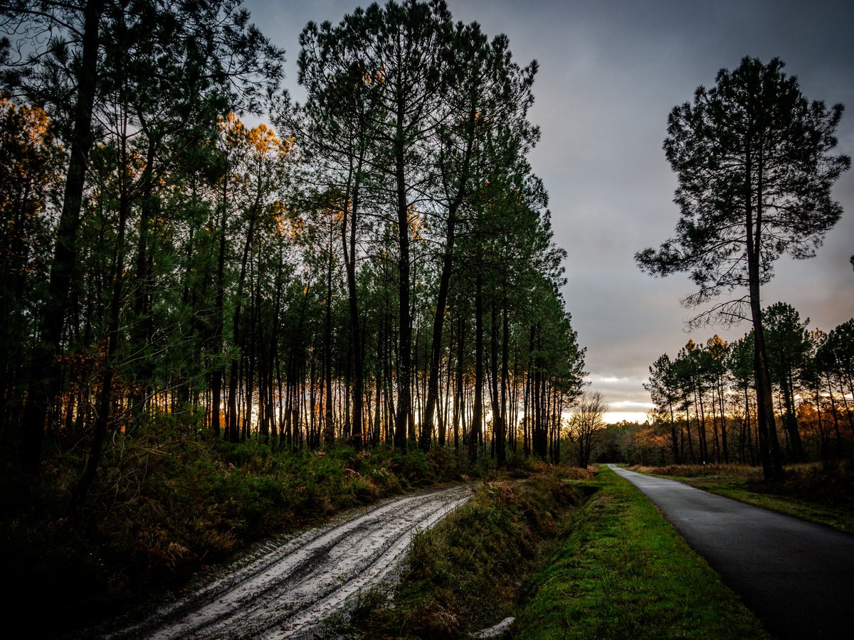 sandradimbour's tweet photo. #bonjour
Les #landes 🙂 #gourbera #nouvelleaquitaine #sudouest #france
#lumix #lightroommobile
#trees #pinetrees #sunny #sunset #shotbyme #shotonlumix #street #landescape #nature #beautyinnature #so_photo #sudouestphotographie #reponsesphoto https://t.co/PnkN7dE18Q
