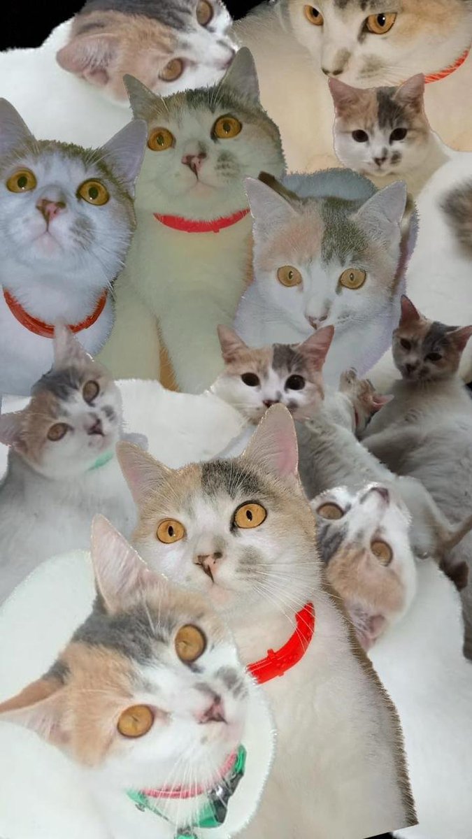 inianggiikk's tweet photo. Halo gengs, berhubung aku lg ngga ngapa”in jd ada waktu buat memperkenalkan anak” buluku ke kalian biar kalian semua tau klo aku punya anak xixixi💘👋

Oke, dimulai dari kucing pertamaku yg cantik jelita, this is Kitty si beri-beri 👋👋 https://t.co/wg8uGUK3Nj