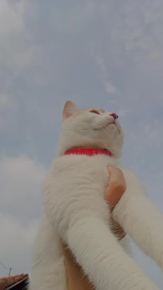 inianggiikk's tweet photo. Halo gengs, berhubung aku lg ngga ngapa”in jd ada waktu buat memperkenalkan anak” buluku ke kalian biar kalian semua tau klo aku punya anak xixixi💘👋

Oke, dimulai dari kucing pertamaku yg cantik jelita, this is Kitty si beri-beri 👋👋 https://t.co/wg8uGUK3Nj
