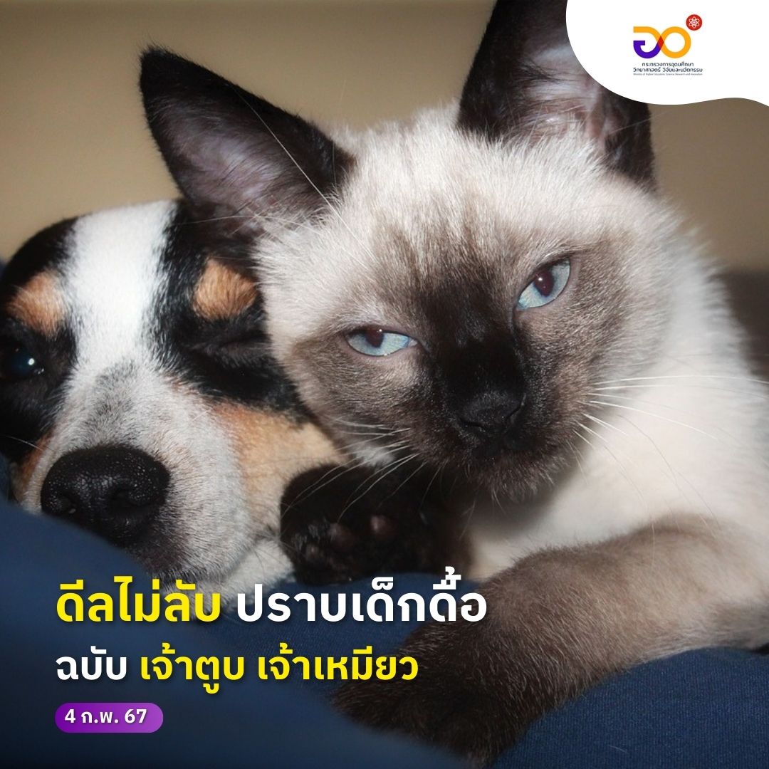 MHESIThailand's tweet photo. #อวAllAround มาแชร์ยุทธการรับมือเด็กดื้อ ฉบับเจ้าตูบ เจ้าเหมียว
.
ได้แต่ถามตัวเองว่า คำว่า ‘รัก’ ยังพออยู่มั้ย ? ดีลหยุมหัวขนาดนี้ น้องยังซน ยังดุ ต้องมีอะไรผิดพลาดตรงไหน ? ไปหาคำตอบที่เพจ #MHESIPEDIA

#MHESI #อว #ทาสแมว #รีว��ว #สัตวแพทย์ #จุฬาลงกรณ์มหาวิทยาลัย #chula #TCAS https://t.co/BVZ9nqfiWg