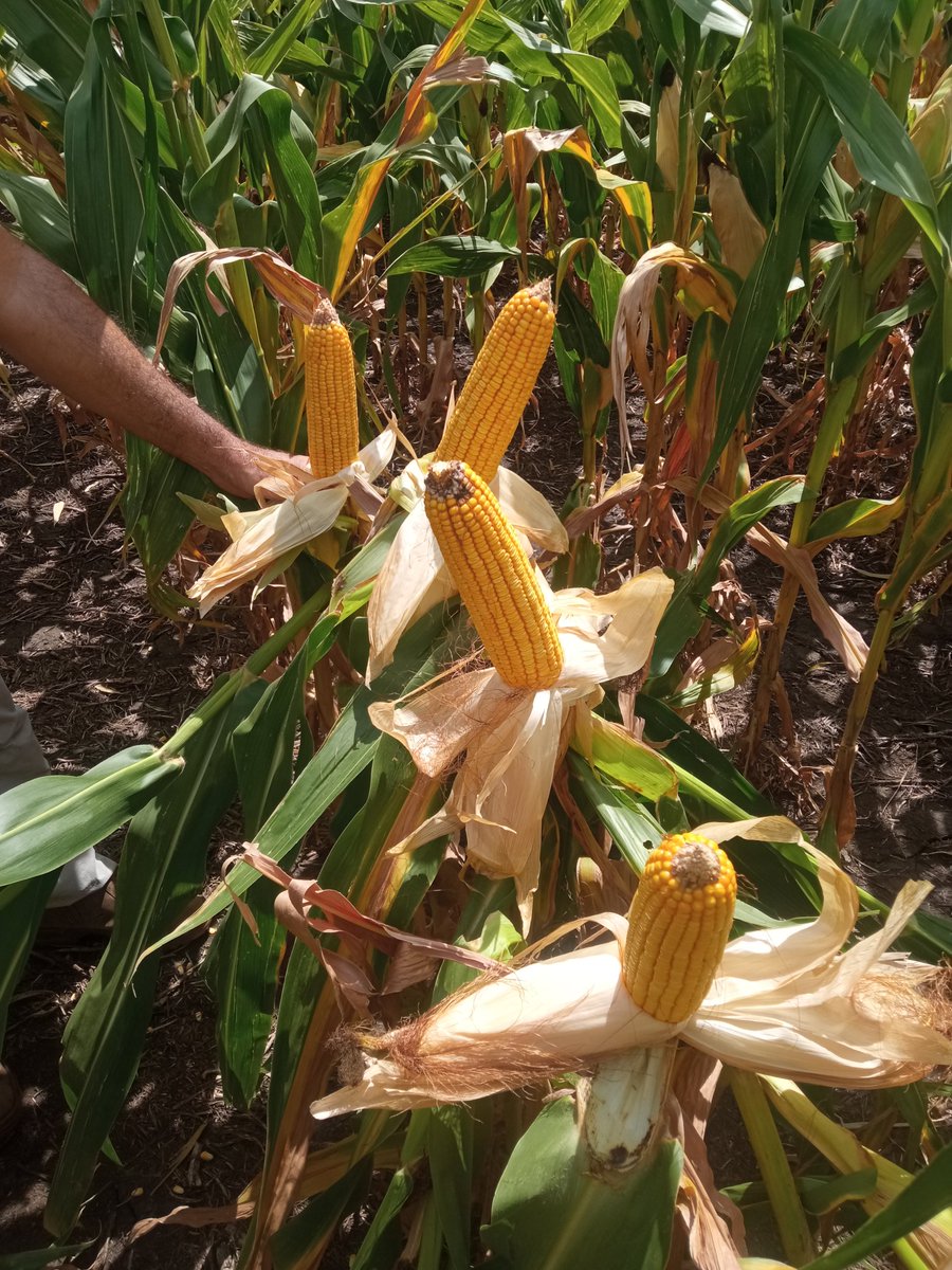 Evaluando nuevo lanzamiento maíz zafra 2024

Maíz NS 7624 VIP3 CL de <a href="/NideraSemillas/">Nidera Semillas</a> 

➕Potencial de Rinde
➕Ciclo más corto
➕Sanidad destacada
➕Porte de planta
➕Peso de mil granos
➕ Tecnología

Ideal para siembras de primera y especialmente de segunda

Probalo está zafra💪