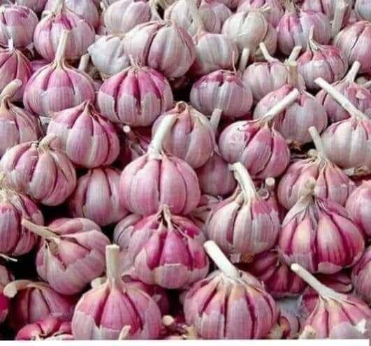 Pink #garlic is very popular among healthy persons. #southGujarat