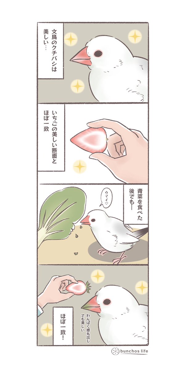 æé³¥ã®ã¯ããã·ãè²ããã¡ããã¡ãã«ãã£ããâšããã±ãæäžžåºãã®ãšãã§ãçŸãã
#æé³¥
#4ã³ã挫ç»