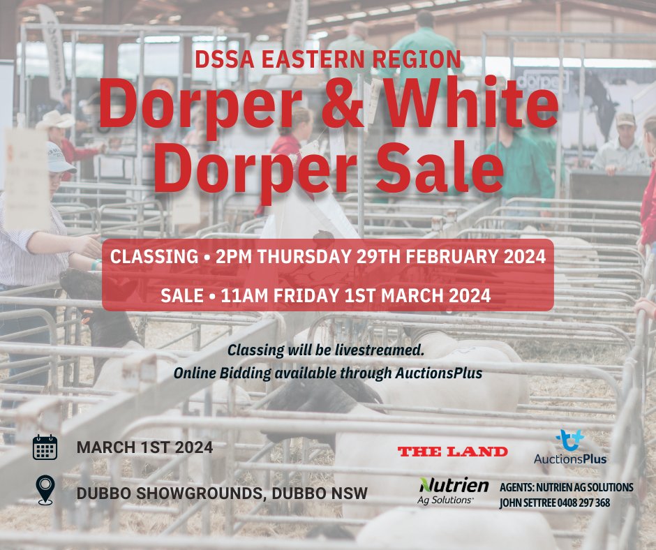 MARK YOUR CALENDARS - 1 month until sale day!

The 2024 DSSA Eastern Region Dorper &amp; White Dorper Sale, will take place both at the Dubbo Showgrounds and online via AuctionsPlus at 11am AEDT!

Click the link below for the sale catalogue and A+ Listing: linktr.ee/DorperSheepSoc…