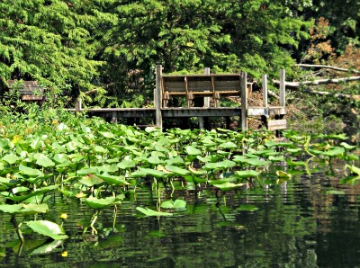 Bass Fishing Tips tweet media