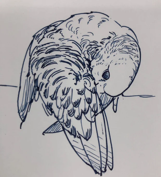 折りたたみ式インコ 