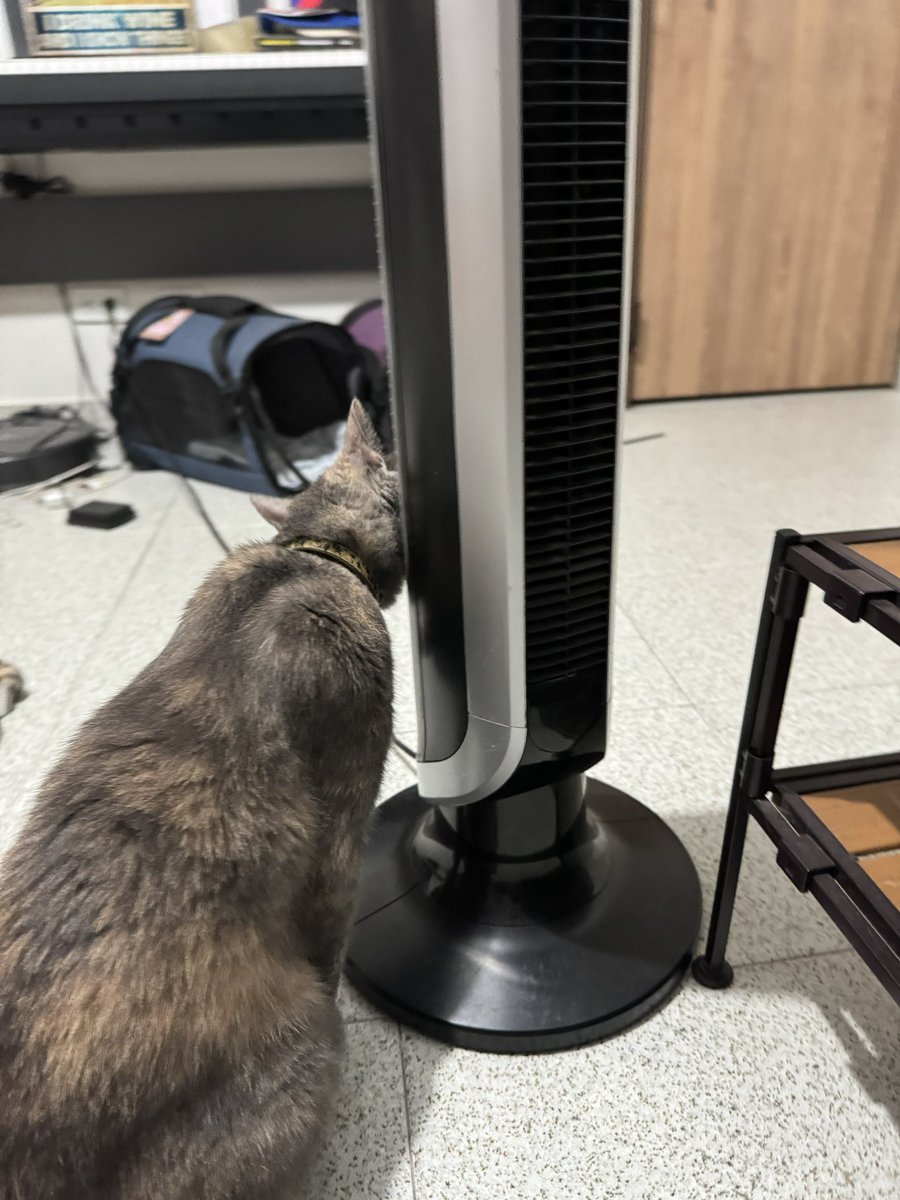 plateaconriver's tweet photo. Mi gata está enamorada del ventilador
#SameSis https://t.co/iVP9mxqikY