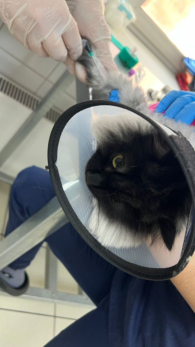 Кошачье Царство 🐈‍⬛🐈‍⬛🐈‍⬛🐈‍⬛🐈‍⬛ tweet media