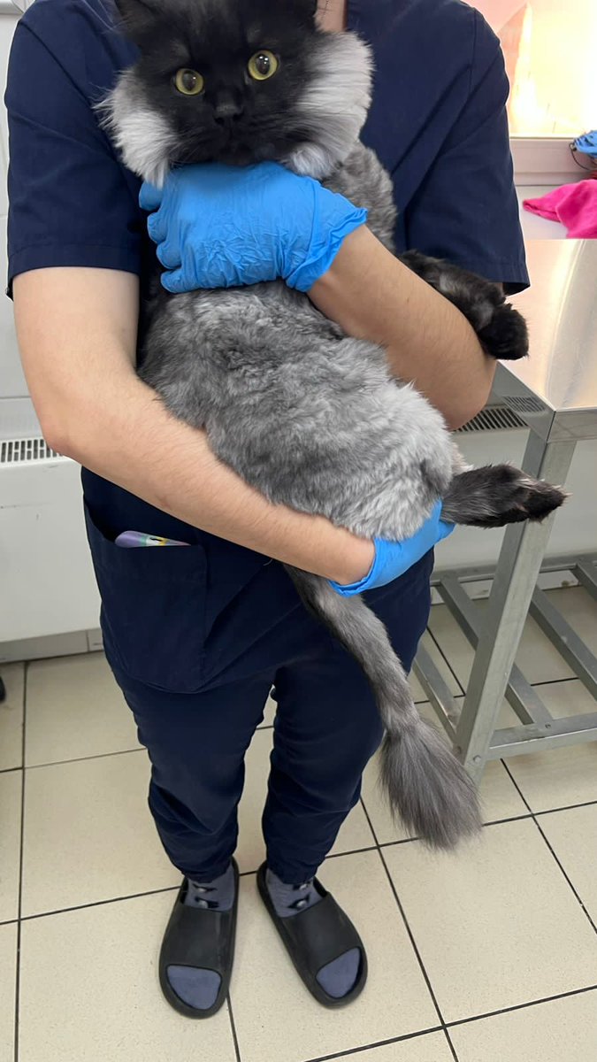 Кошачье Царство 🐈‍⬛🐈‍⬛🐈‍⬛🐈‍⬛🐈‍⬛ tweet media