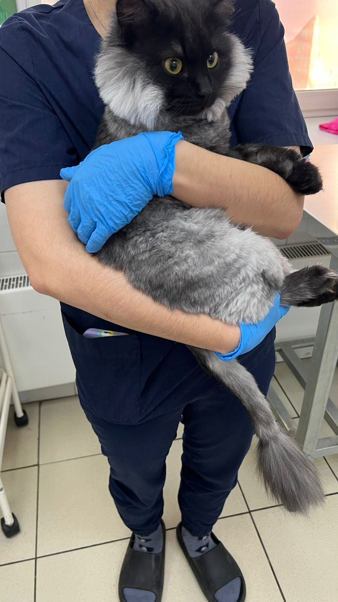 Кошачье Царство 🐈‍⬛🐈‍⬛🐈‍⬛🐈‍⬛🐈‍⬛ tweet media
