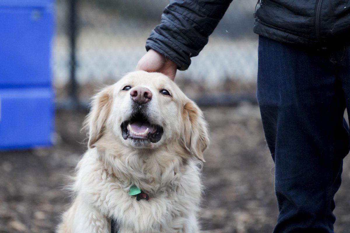 Council Member @CnDelarosa announces new funding for J. Hood Wright Park dog run. flickr.com/gp/nyccouncil/…