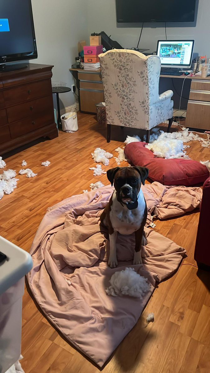 CrimeSushi's tweet photo. Mavis vs. the couch in my office. 🤬 #boxers #truecrime #caughtintheact #caughtonvideo #BLINK https://t.co/DGF8k7Vgr4