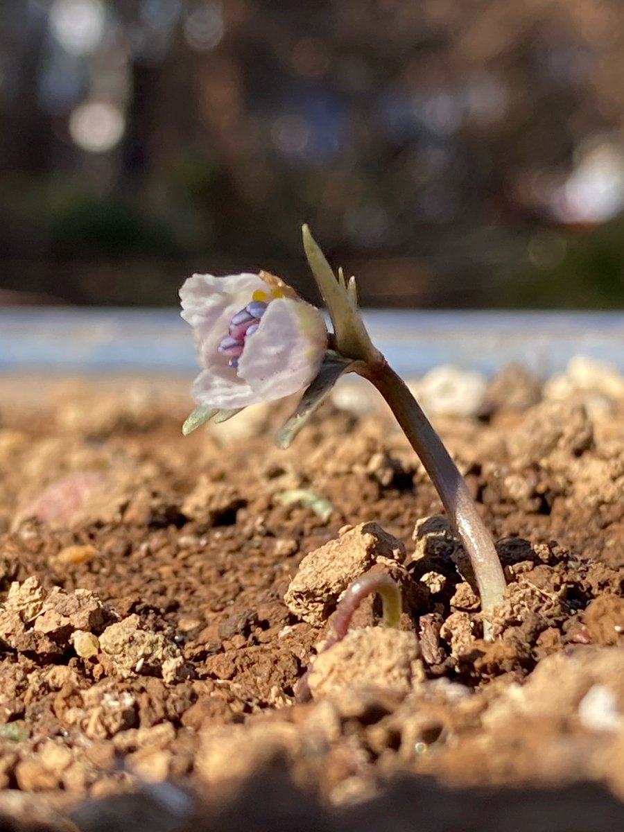 ①セツブンソウ 節分草 八重咲き 貴重 3花茎 (セツブンソウ ①セツブンソウ 節分草 八重咲き 貴重 3花茎 (セツブンソウ