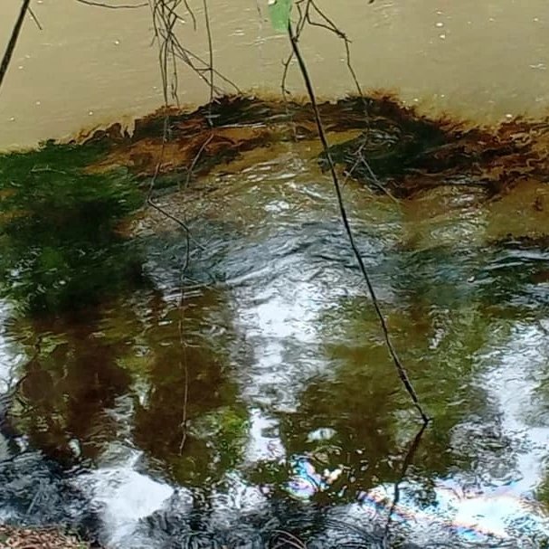 LNaricual's tweet photo. Ya el derrame afectó el Río Neverí,  por su afluente ,el Río Naricual,  y aunq hay comisiones de PDVSA y bomberos trabajando en el lugar , no hay un pronunciamiento oficial al respecto. https://t.co/lhibtVY9C7