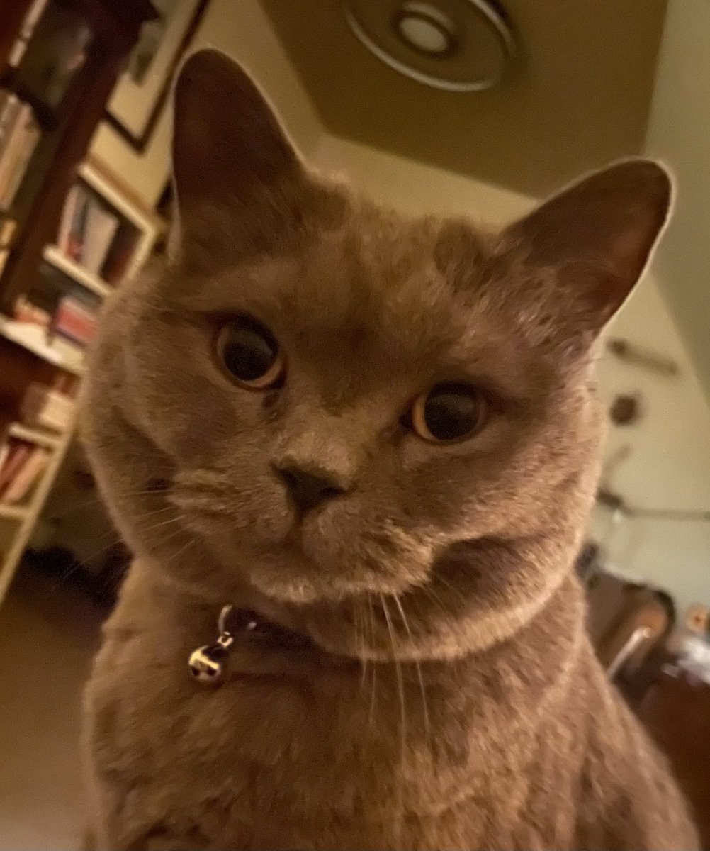 Night time vibes. Why are you still sleeping Mum? It’s 4am😹 #Duke 💜