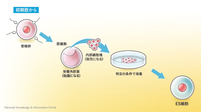 pacchonnnn's tweet image. 【2/1の豆知識】
• ES細胞
→受精卵の発生初期段階で取り出される細胞。さまざまな細胞になる能力を持つ

#ES細胞 #受精卵 #発生初期段階 #取り出される細胞 #細胞 #能力 #豆知識
