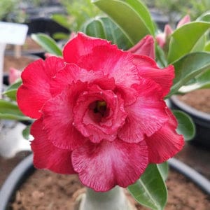 prajkta2406's tweet photo. Have a blessed day 🙏
#theme_pic_india_flowers
#adeniums https://t.co/abp1yK7AnH