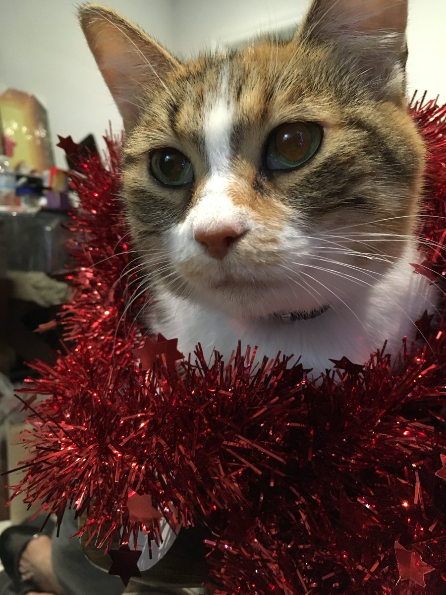 kate 🔪 tweet media