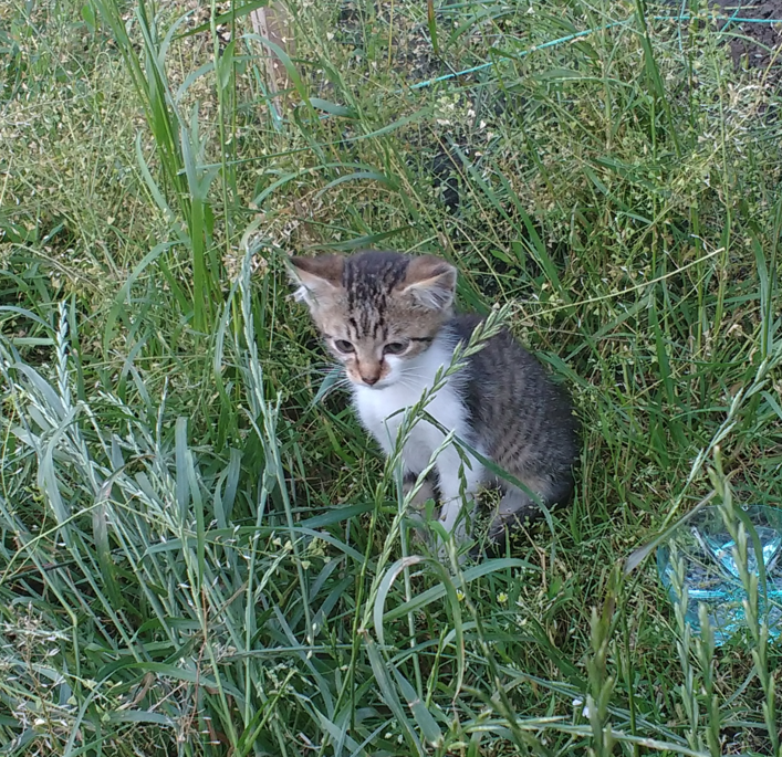 anit0shka's tweet photo. baby gremlin ❤️ https://t.co/GnvbEt2mDf