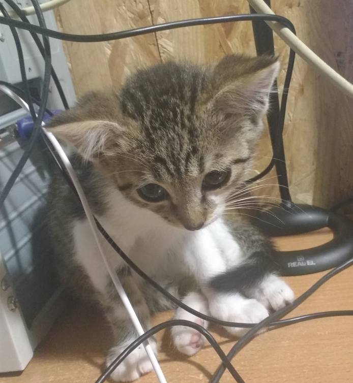 anit0shka's tweet photo. baby gremlin ❤️ https://t.co/GnvbEt2mDf