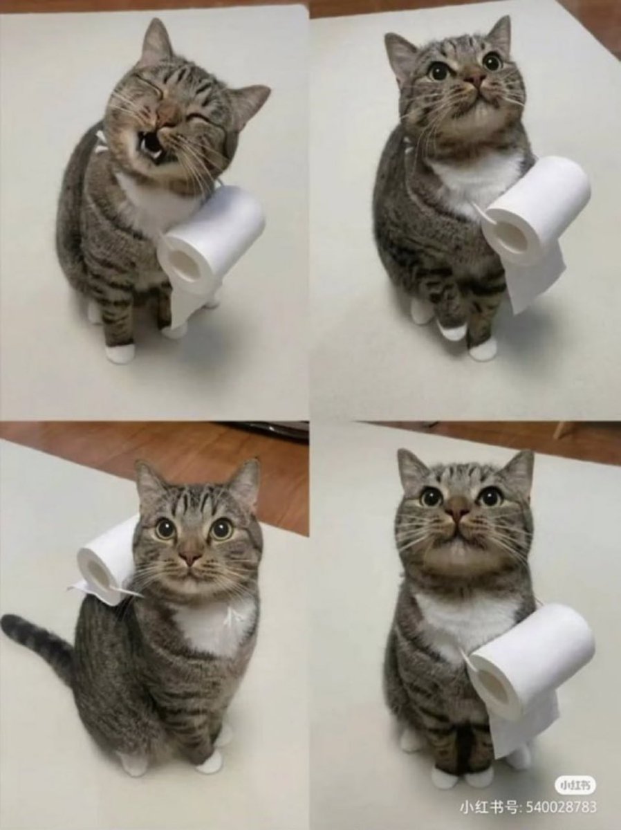 Super cute little cat