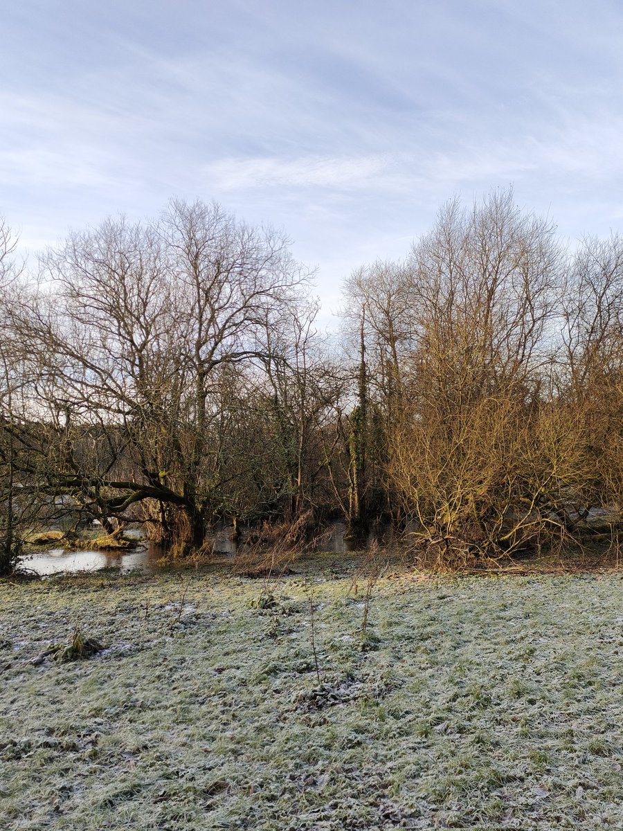 The amazing Alder 🌳 (Alnus Glutinosa) will grow almost anywhere. They can appear growing from the ground in old industrial sites where they work to turn the damaged Earth into more fertile soil where other trees can follow but they are most happy growing in swampy woods with…