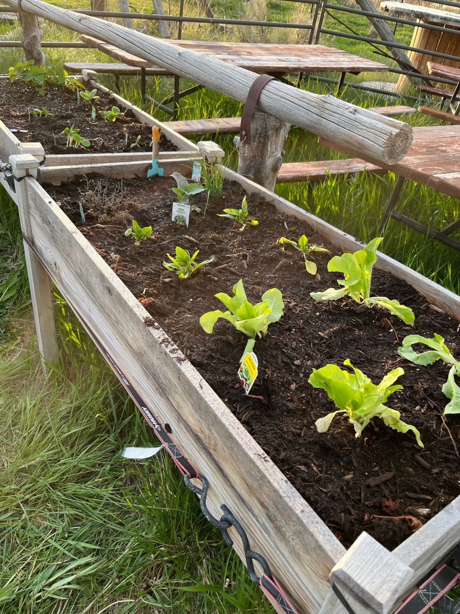 CBHUtah's tweet photo. Ambassadors in Action!

We're reminiscing on summer as we admire the community garden in Tooele County from 2023!

#ambassadorsinaction #createbetterhealth #createhealthygardens https://t.co/MWup3dJZsZ