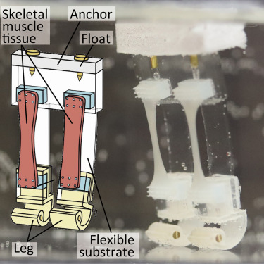TechieTonics's tweet image. Inspired by how humans walk, Japanese researchers created a fantastic two-legged #biohybridrobot using a concept known as #biomimicry

#research #robotics #biohybridrobots #bipedalrobots #biohybridbipedal

techietonics.com/robo-tonics/bi…