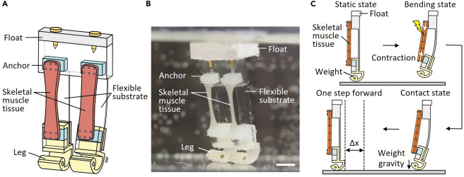 TechieTonics's tweet image. Inspired by how humans walk, Japanese researchers created a fantastic two-legged #biohybridrobot using a concept known as #biomimicry

#research #robotics #biohybridrobots #bipedalrobots #biohybridbipedal

techietonics.com/robo-tonics/bi…