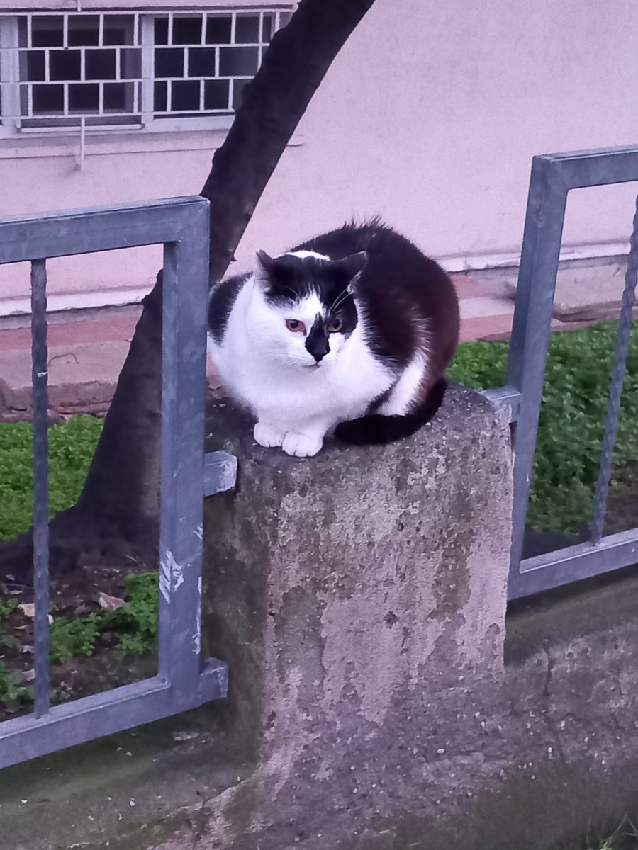 İstanbul kedi şehri