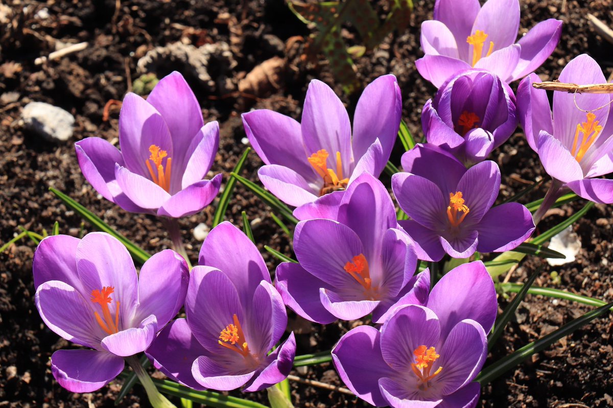 A_AMilne's tweet photo. “February comes when we are sick of winter. Wishing to do her best, she ventures her spring costume: crocus, primrose and daffodil days. Ah no! We know March is to come with its frosts, a plunge back into the winter which poor February tried to flatter us was over.”~A.A.Milne https://t.co/OrvMNZT7qe