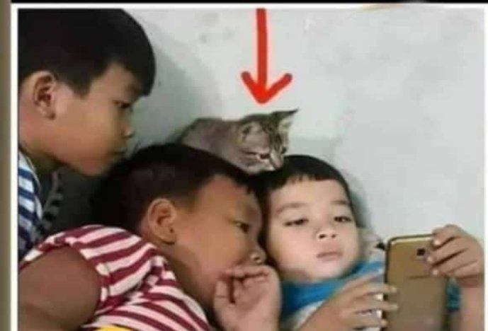 یہ تینوں بچے بلی کا مستقبل بھی تباہ کر رہے ہیں ۔