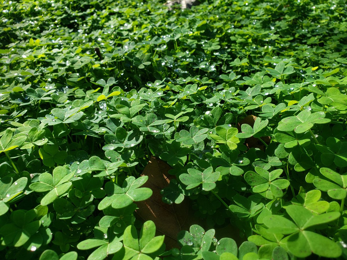 CheekySveet's tweet photo. The world is feeling crazy, and apparently so is the weather. 

Go appreciate some fallen leaves (natural compost) and clover (bug habitat).

#neurodiversesquad #rain #mentalhelp https://t.co/oxWhcXabpM