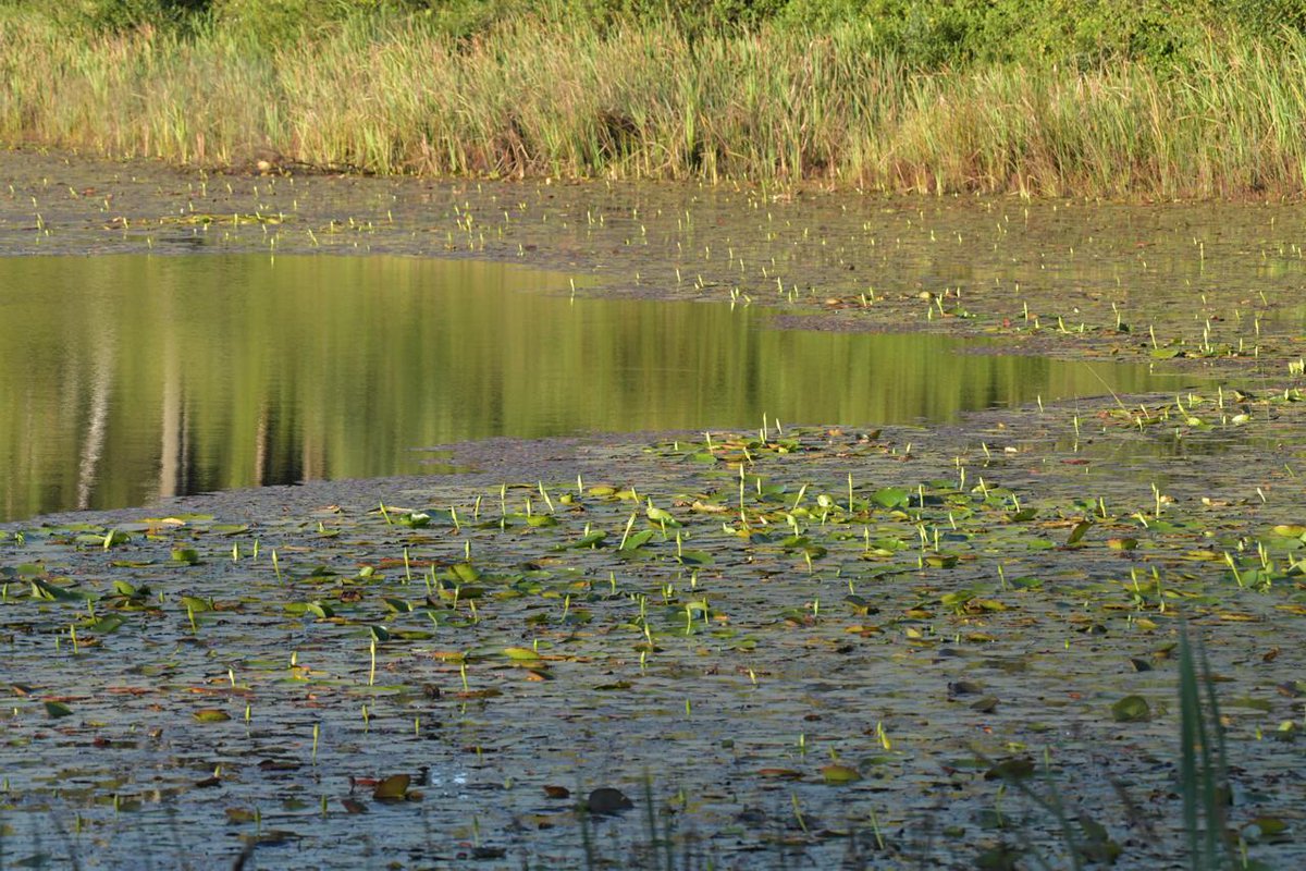 EnviClimateC_Ke's tweet photo. Sights and Sounds : Happy new month from the serene Lake Narasha in Timboroa. The venue for #WorldWetlandsDay National celebrations whose theme is "Wetlands and Human Wellbeing". The Timboroa Forest Run taking place today precedes the main event tomorrow #RunForWetlands https://t.co/GzXz3fYm6w